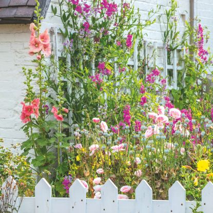 white country cottage wall with trellis, sweetpeas growing up it, hollyhocks on the left, white picket fence 