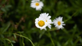 Image of a daisy taken with the Z6 II