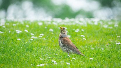 A bird (a songthrush) stands in the grass and looks up