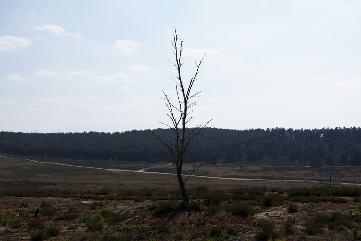 Lone tree in barren landscape, taken with the Sony FE 50-150mm F2 GM lens