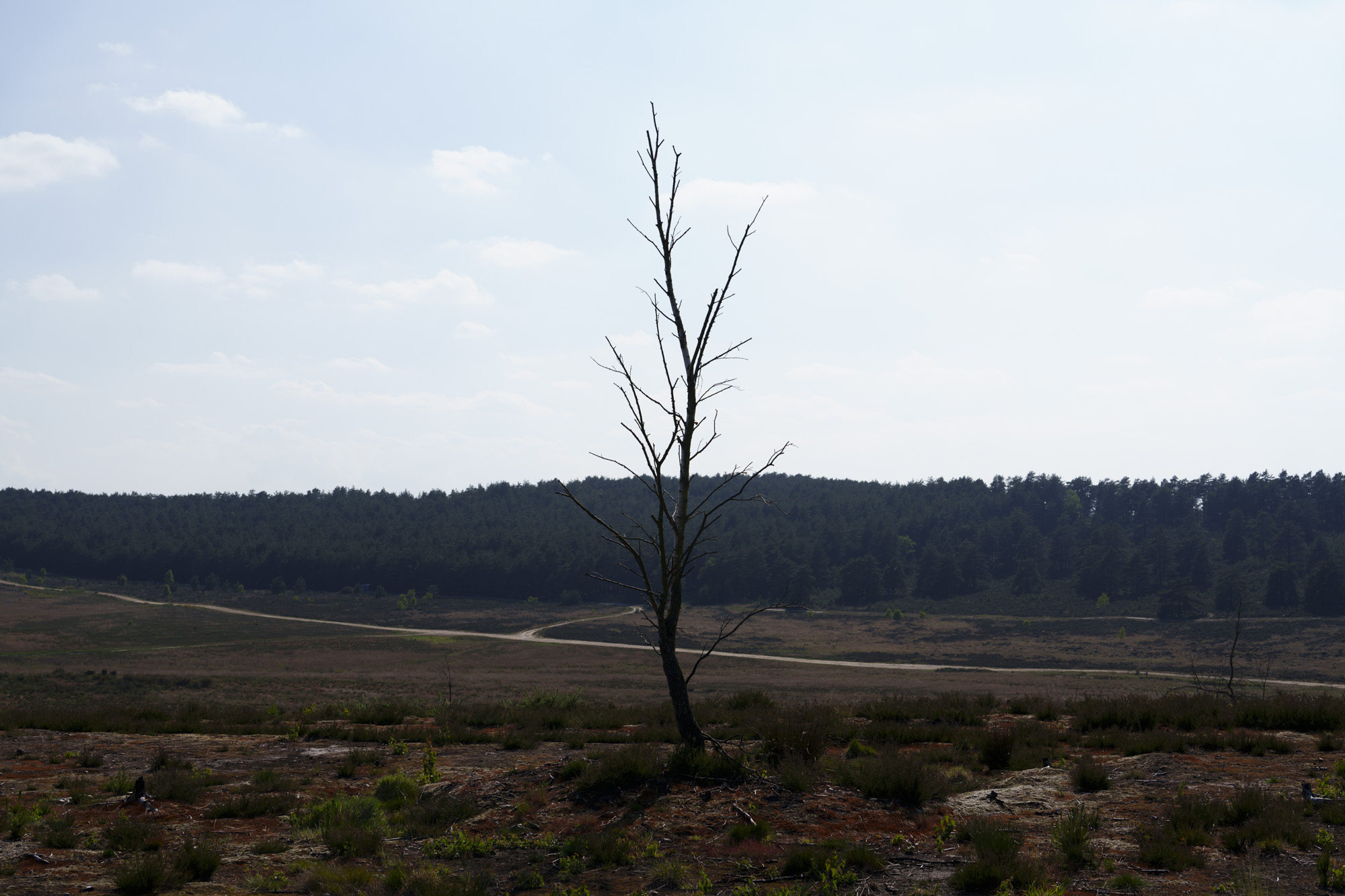 Lone tree in barren landscape, taken with the Sony FE 50-150mm F2 GM lens