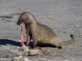 A photo showing an Egyptian mongoose eating a catfish. The animals range in size from 37 to 47 inches (95 to 120 centimeters) in length.