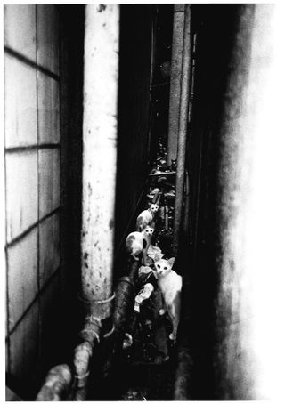 Black and white photograph of a line of cats in an alleyway.