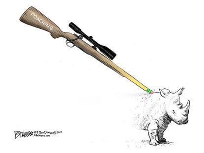 Editorial cartoon poaching white rhinoceros