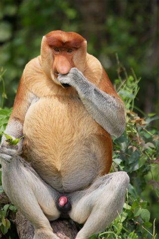 Proboscis monkeys eat fruits and leaves, and in one area regurgitate and chew that cud again.