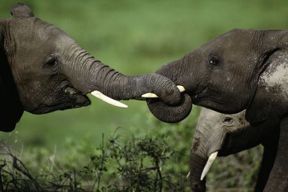 Elephants and ivory