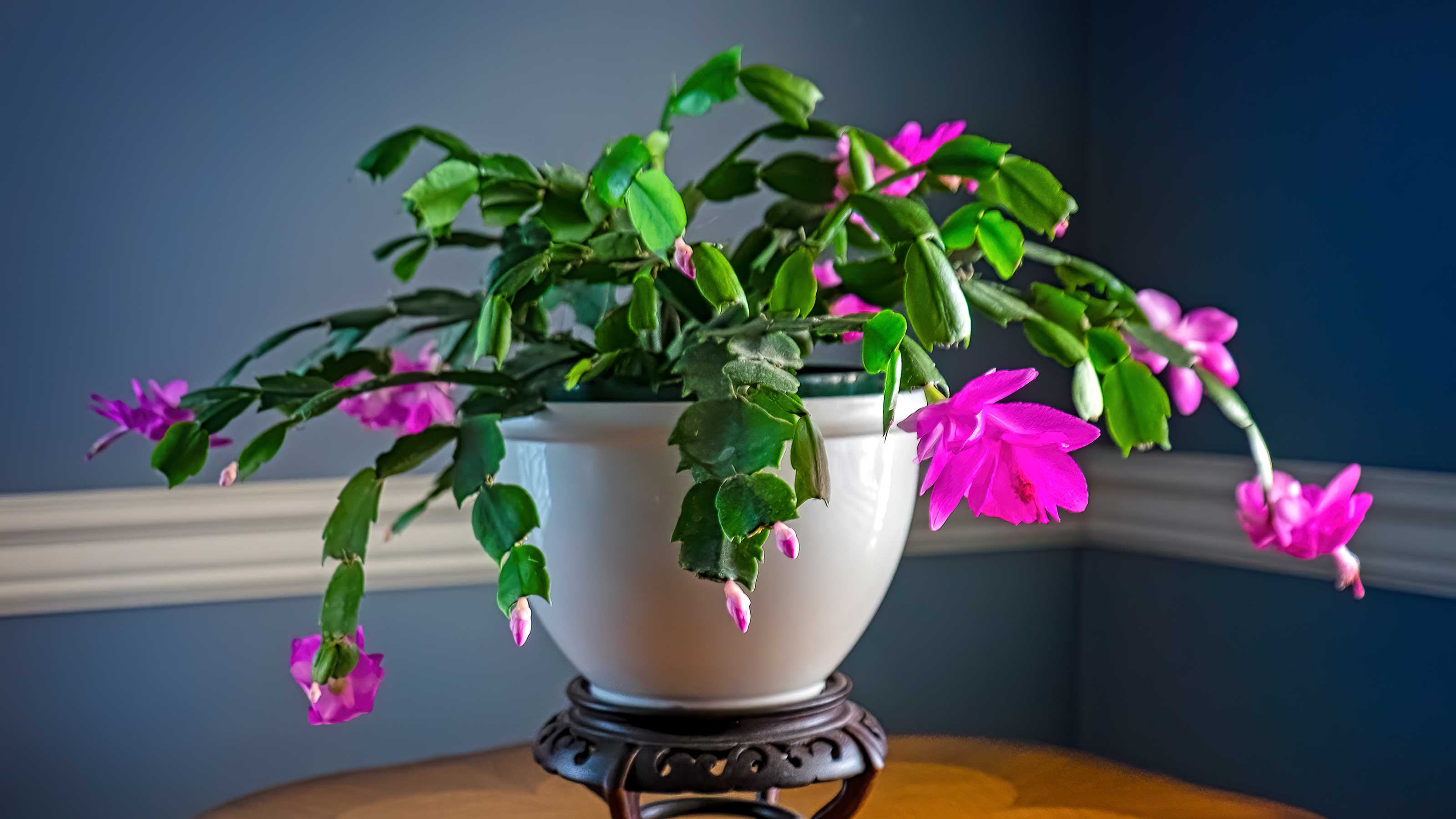 How to make a Christmas cactus bloom expert flowering tips Gardeningetc