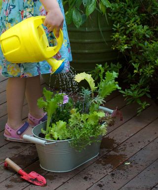 child watering a planted salad pot
