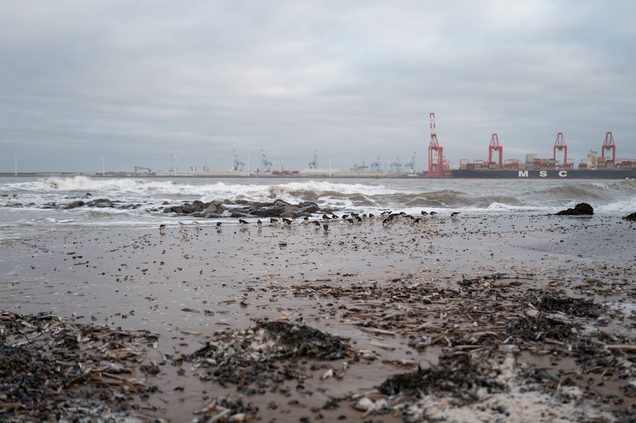 Small birds wading in breaking waves on a beach on a stormy day