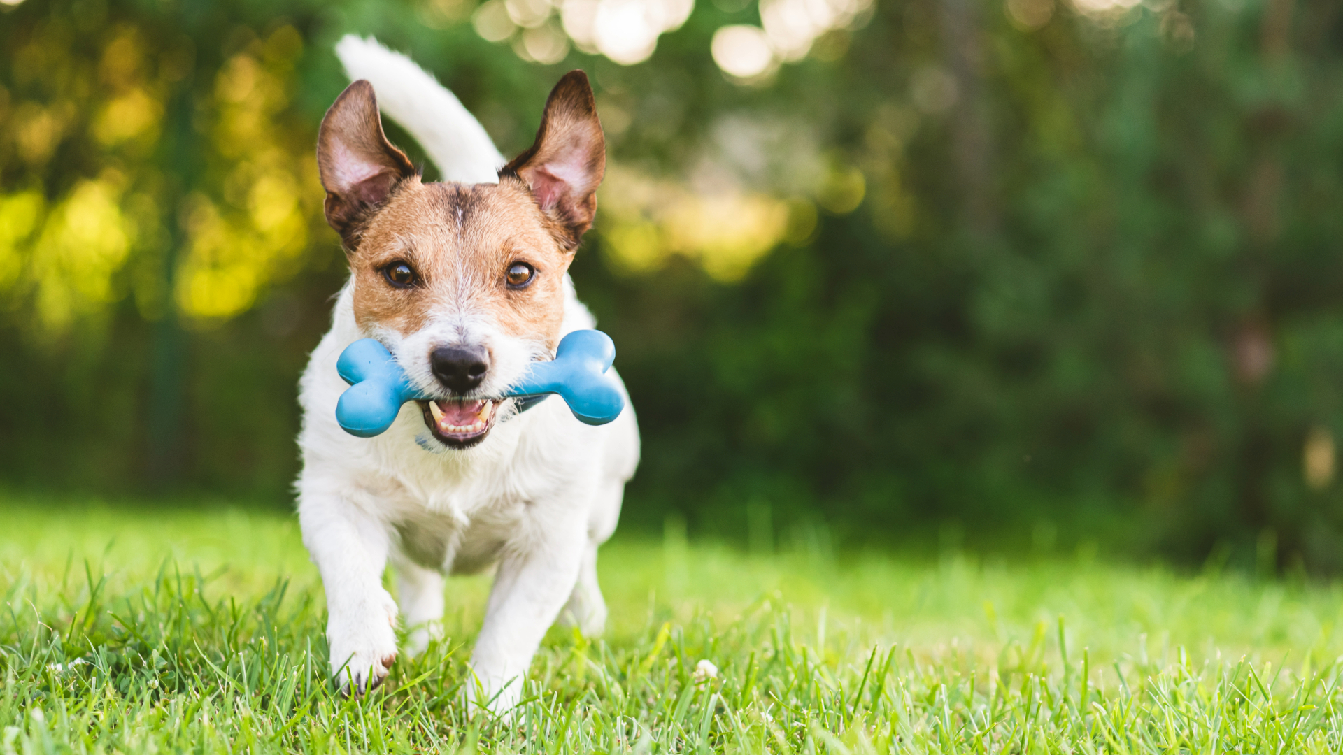 Dog running towards the camera with a blue bone-shaped dog chew in their mouth