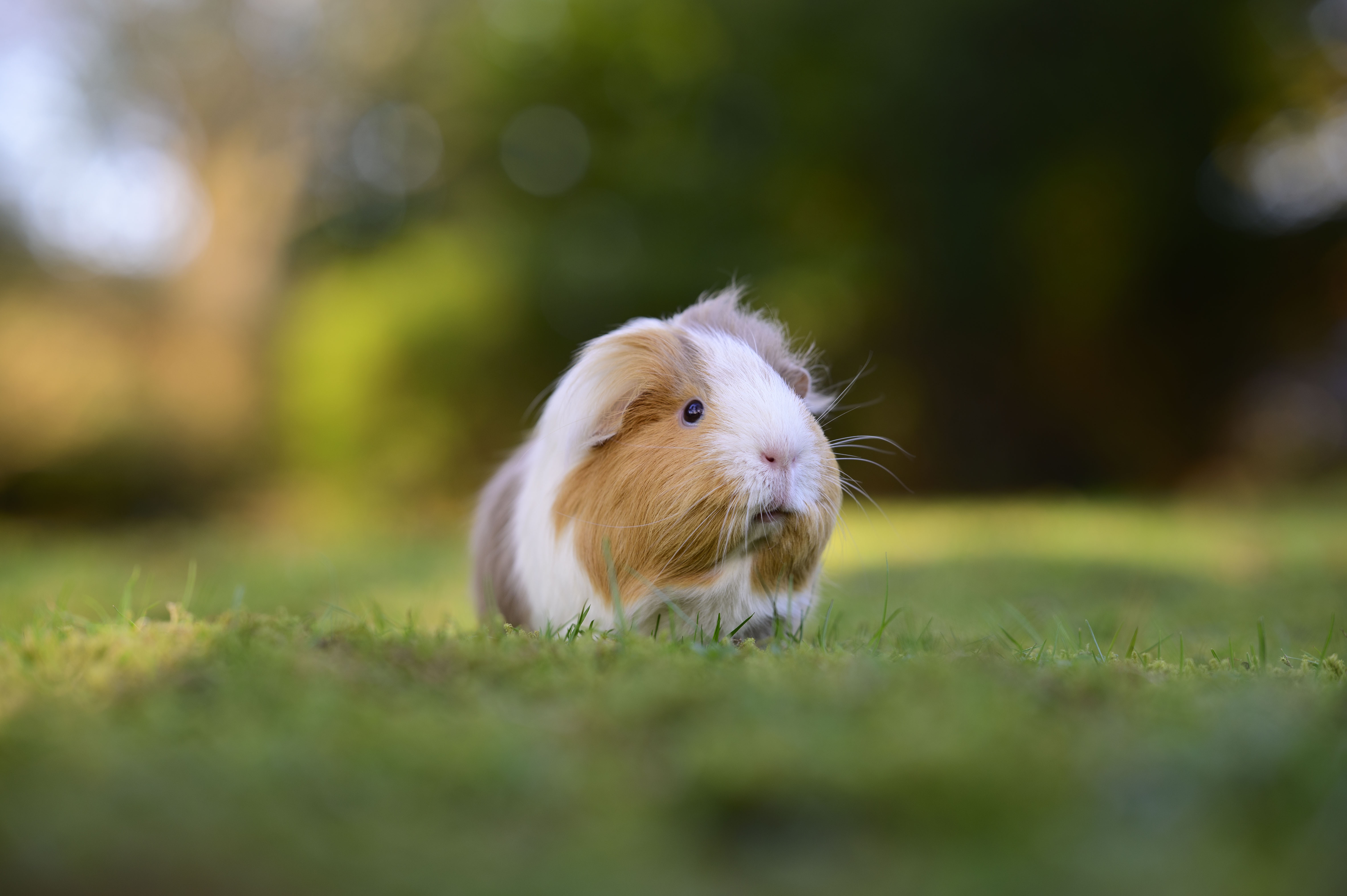 a guinea pig on a grass lawn at golden hour