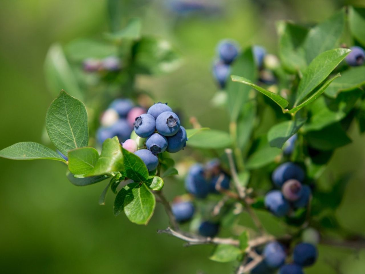 Witches&amp;#39; Broom In Blueberry Bushes