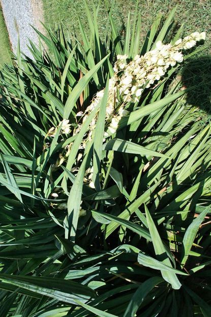 Leaning Yucca Plant