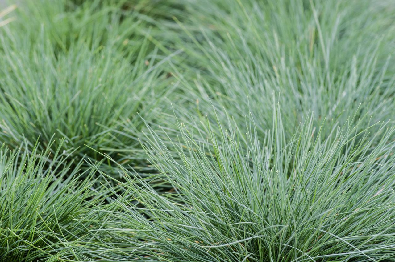 Small Ornamental Grass Patches