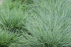 Small Ornamental Grass Patches