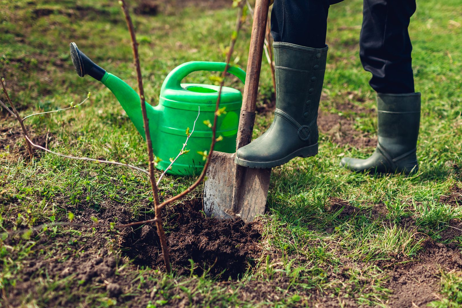 How to move a tree top tips for replanting trees and shrubs Gardeningetc