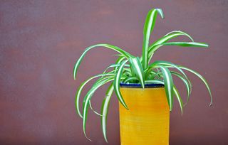 how to care for spider plants by propagating them