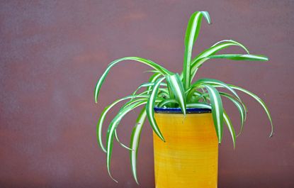 How To Care For Spider Plants | Livingetc