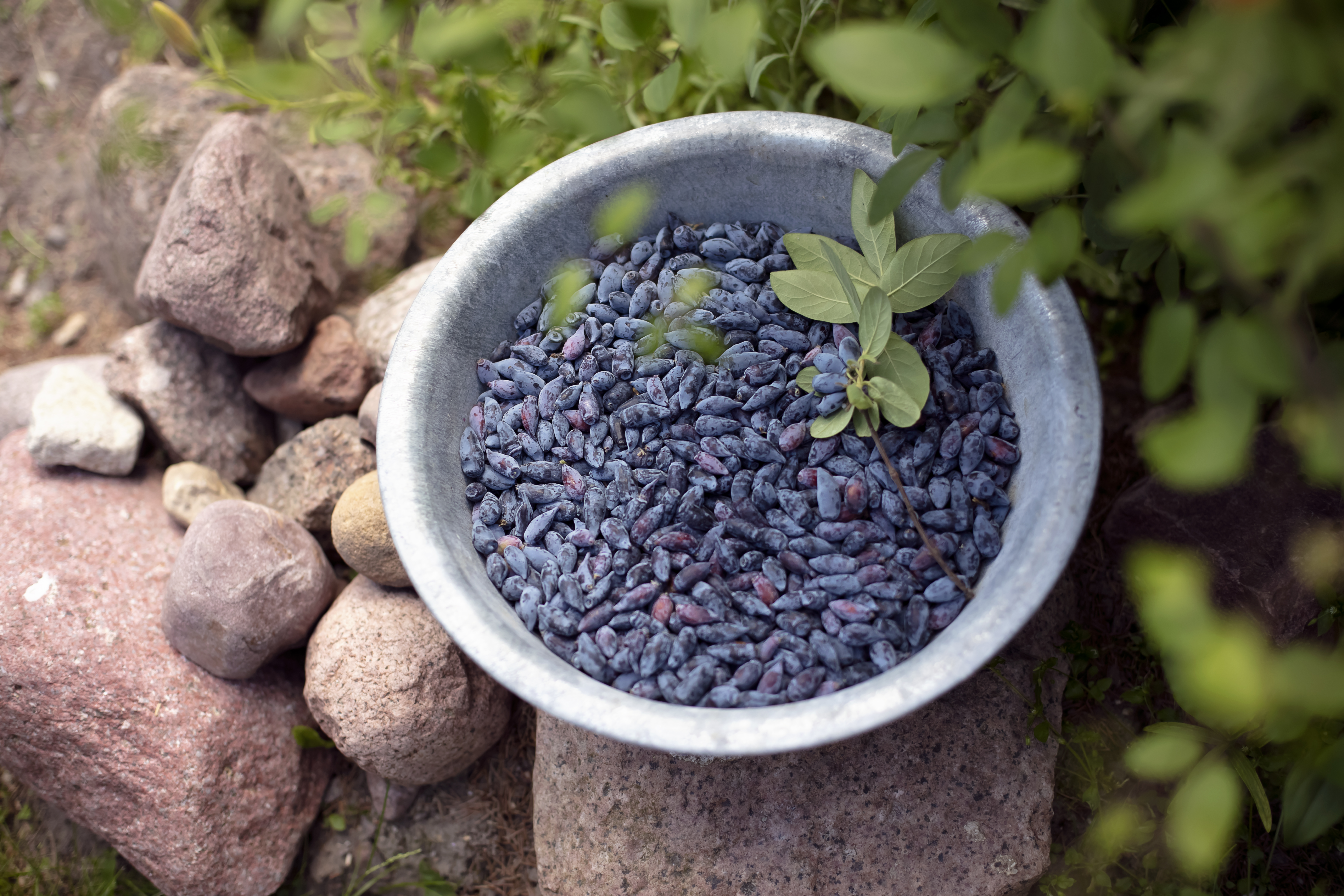A bowl of blue honeyberries, sitting on a pile of rocks