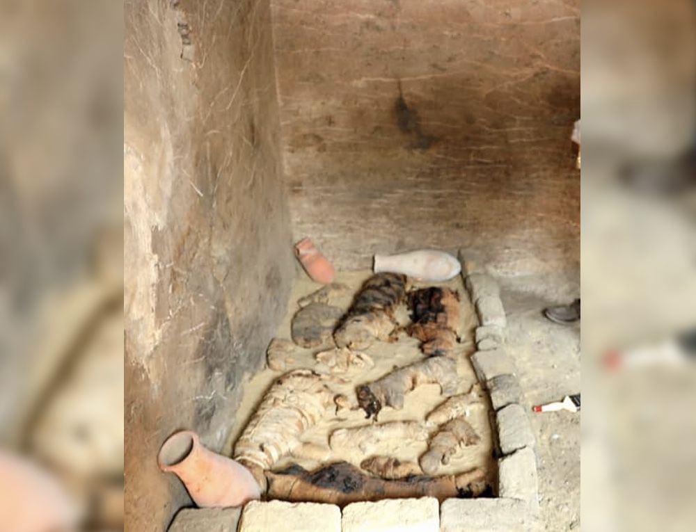 The remains of tens of cat mummies were discovered in the complex at Saqqara, Egypt.