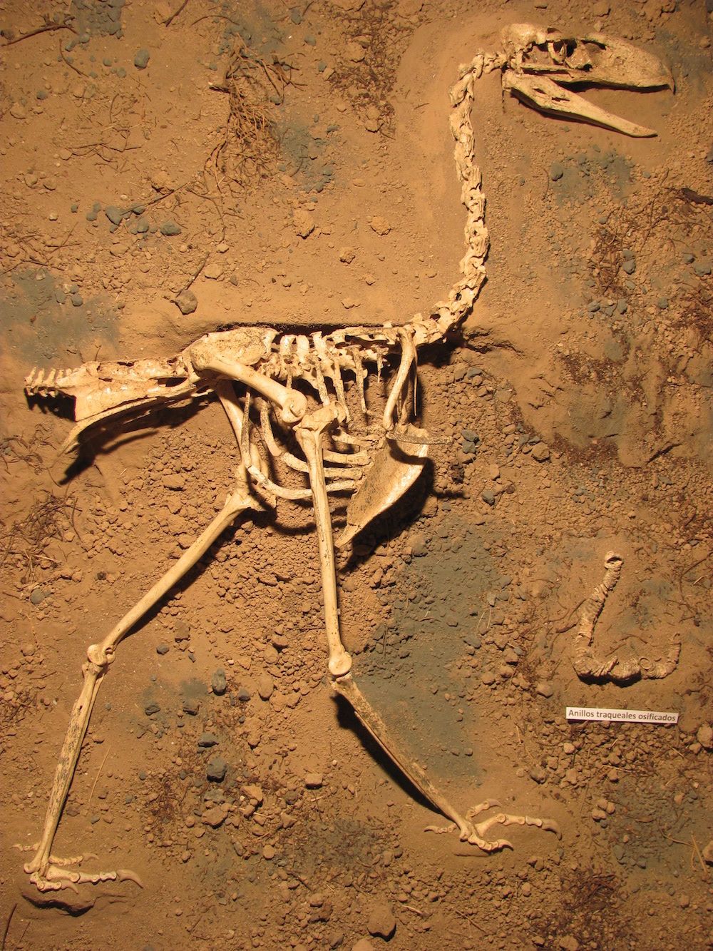 Terror bird fossil