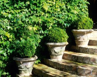 garden pots on steps with a green hedge behind them