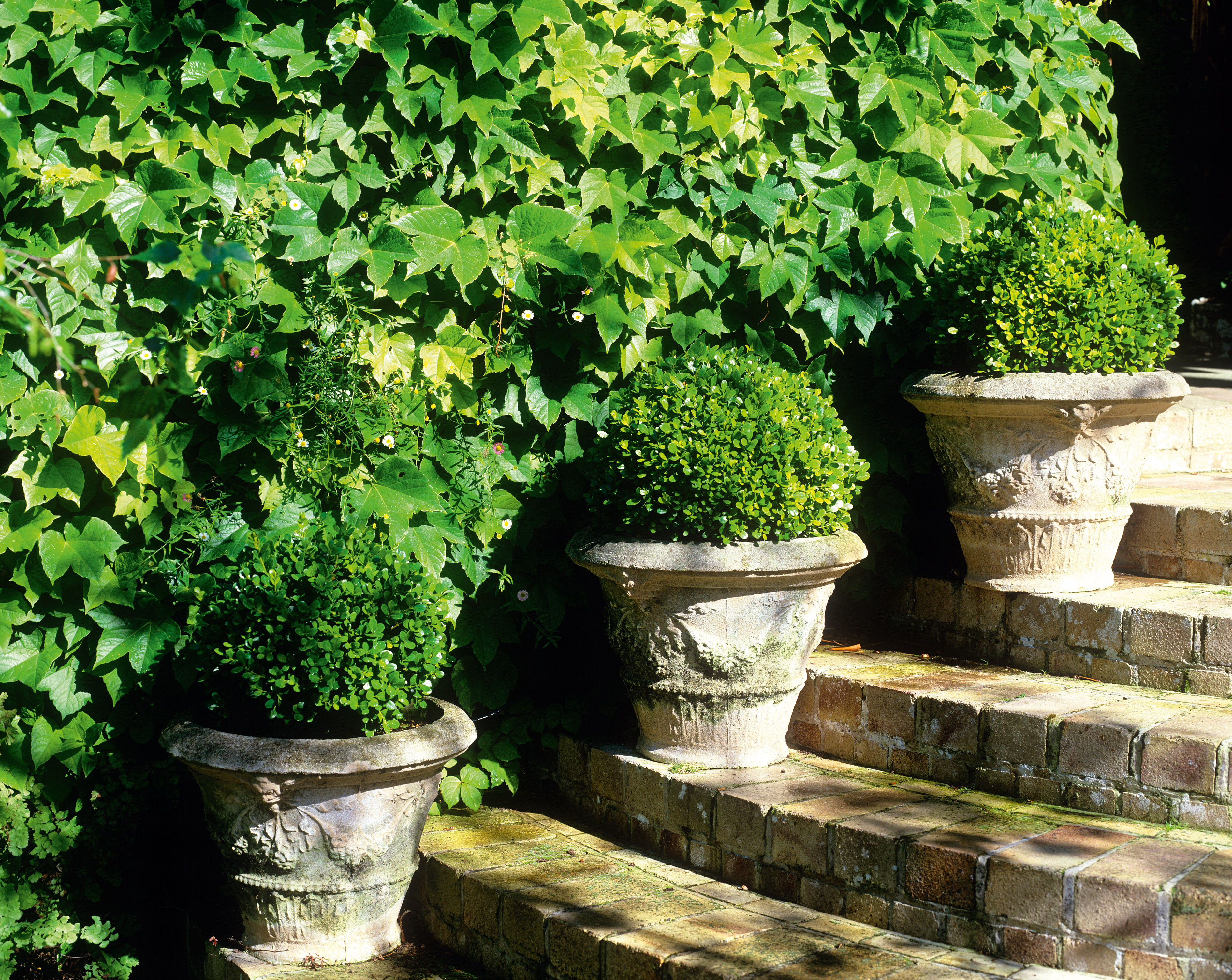 garden pots on steps