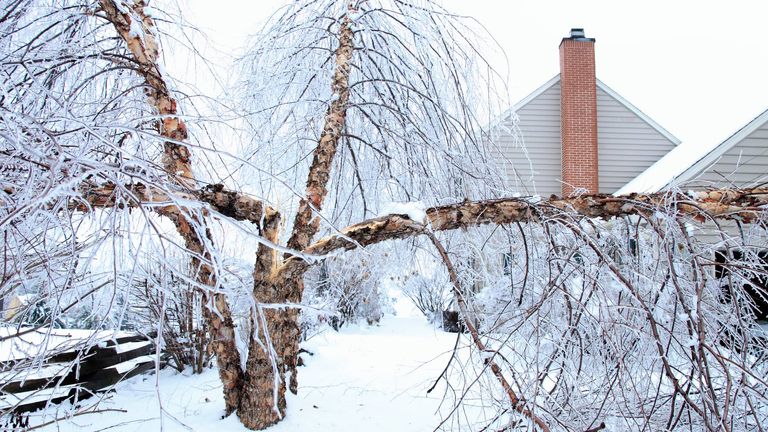 Exploding Tree Risk Nebraska Worried About Exploding Trees? This Other Problem Is Worse | Gardening ...