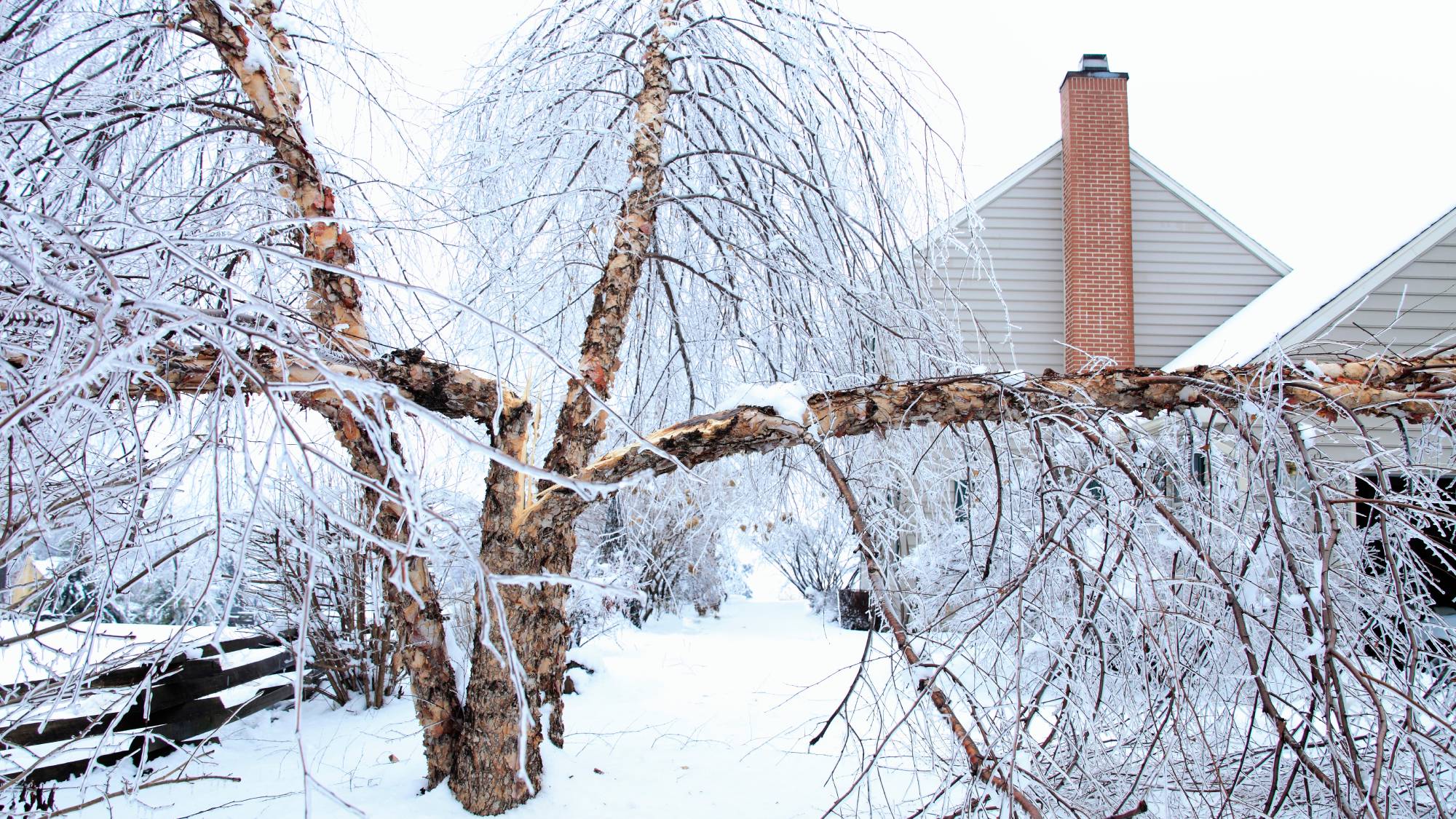 Tree split in half by ice storm