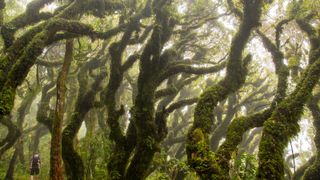 A man walking through giant twisted trees in a forest