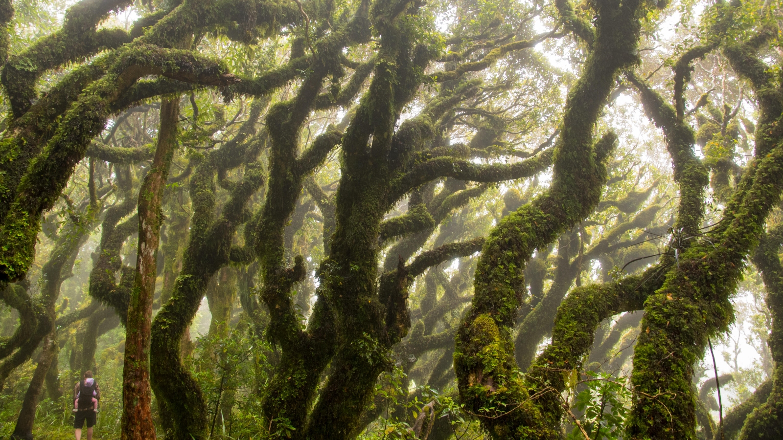 Earth from house: Eerily round ‘Goblin Wooded area’ surrounds sacred volcano with human rights