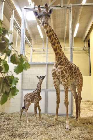 Mother giraffe and calf staring