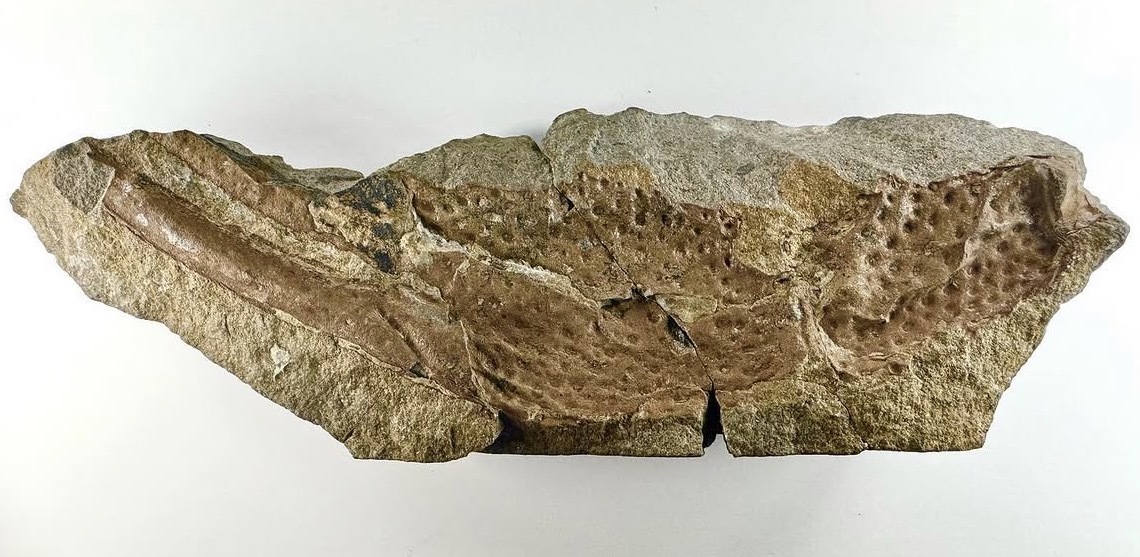 A close up of a brown fossilized pincher.