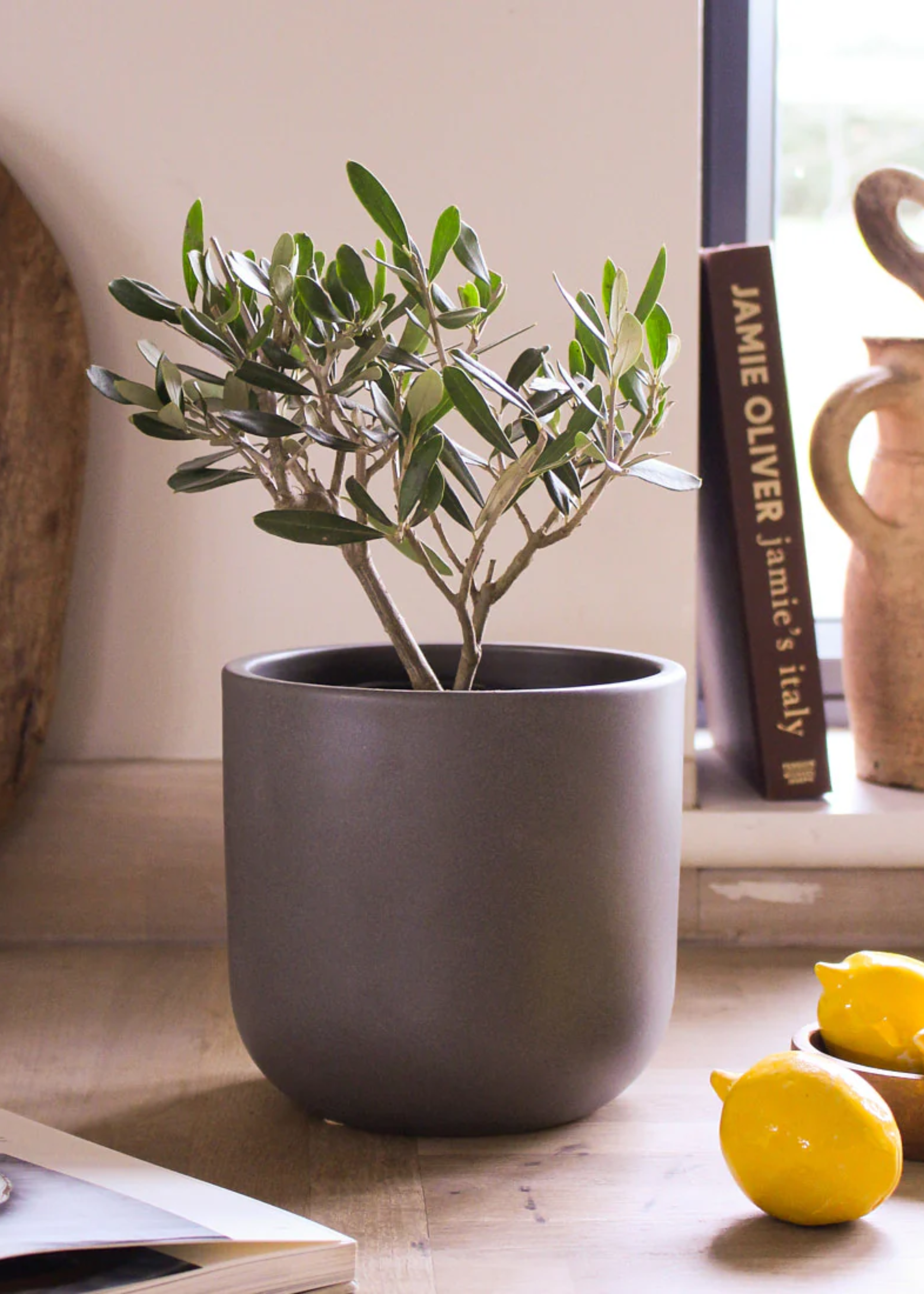 A small olive tree in a gray planter with lemons on the table top