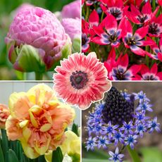 Colorful collage of new bulbs to be planted in fall, including tulips, daffodils, anemones and scilla.