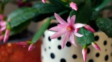 A close-up of a pink Christmas cactus in a polka dot ceramic container