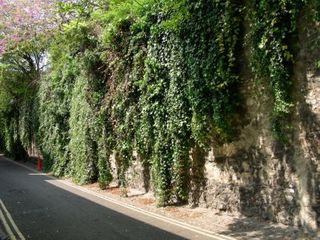 ivy roadside