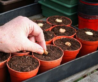 Sowing fava beans into plastic containers