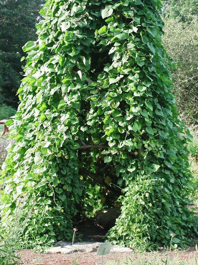 Teepee Made Of Green Bean Vines