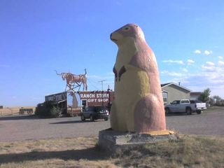 Giant Prarie Dog