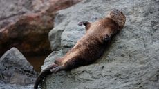 Marine otter (Lontra felina) resting on the shore, Peru.