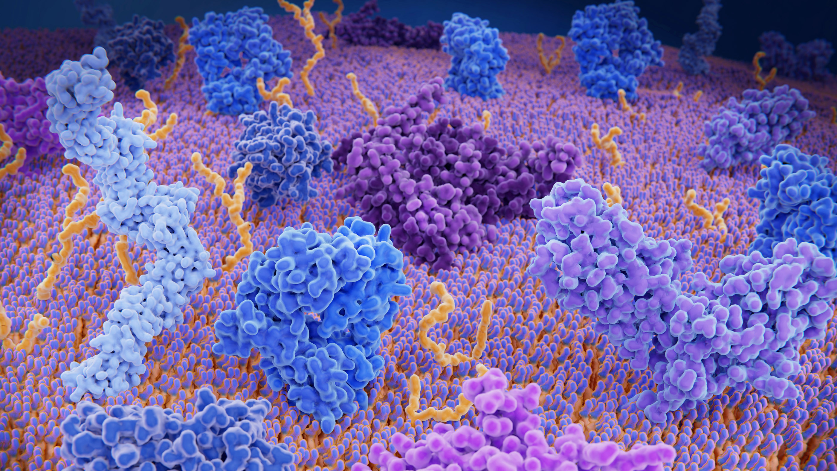 Las proteínas son estructuras complejas en el cuerpo.  Aquí, las manchas retorcidas y de colores brillantes representan diferentes proteínas del sistema inmunitario en la capa externa de una célula T, un tipo de glóbulo blanco que ayuda al cuerpo a identificar a los invasores extraños.