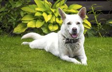 Large White Dog On Lawn