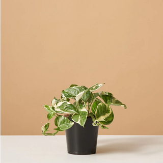 Pothos from The Sill