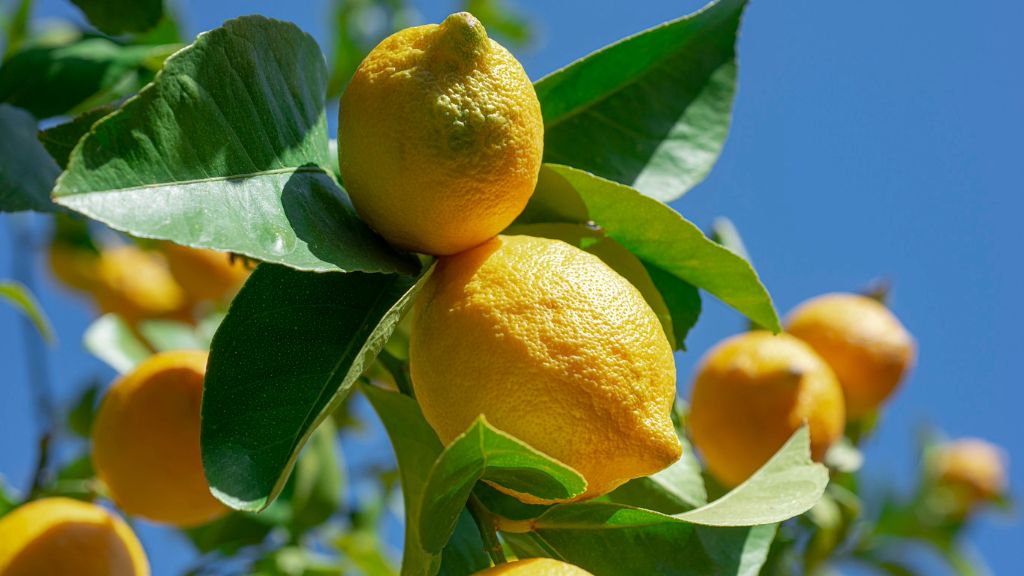 Lemons on a tree