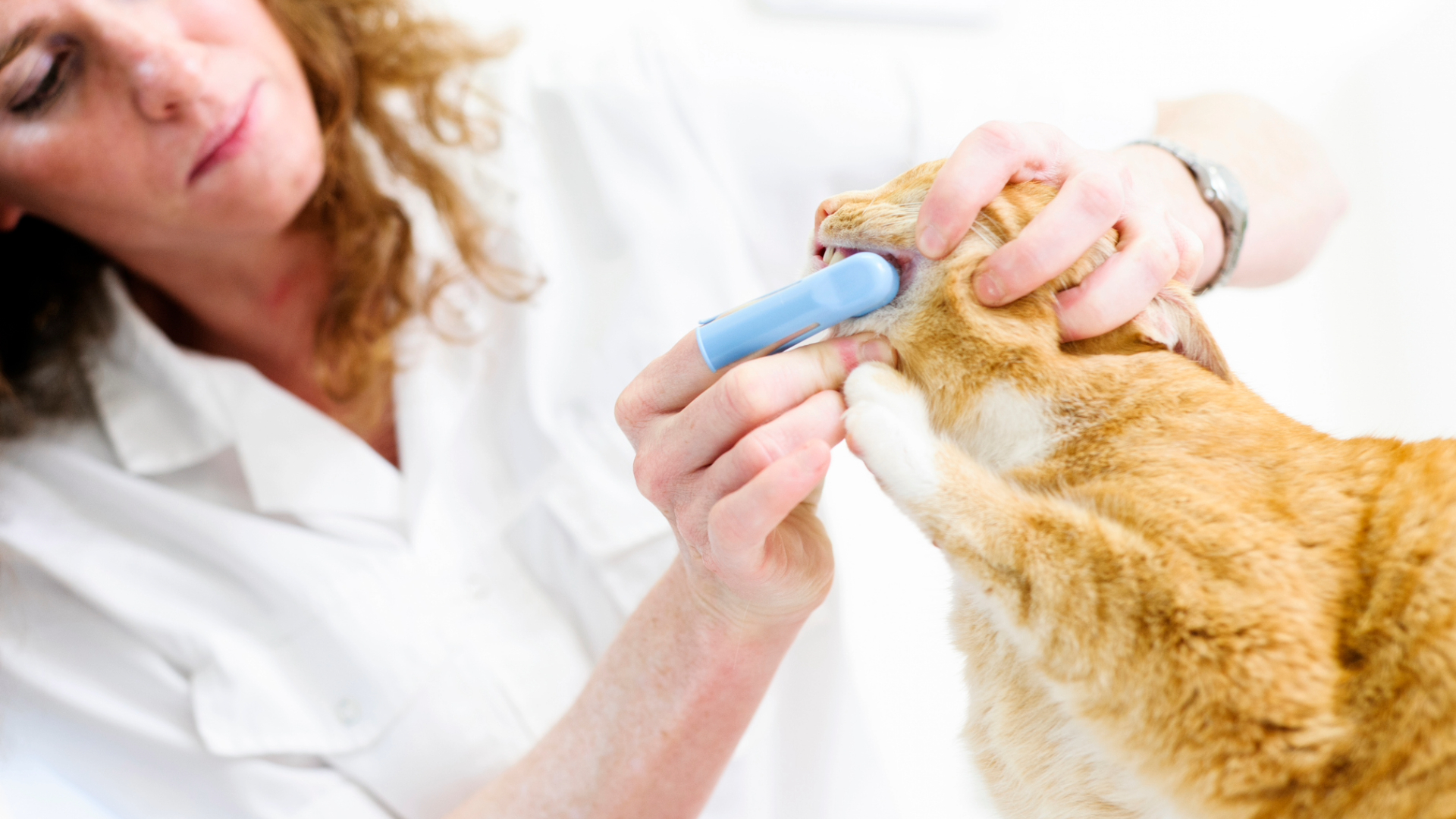 A vet cleaning a cat's teeth