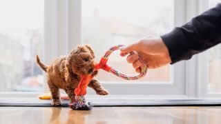 puppy playing with rope toy