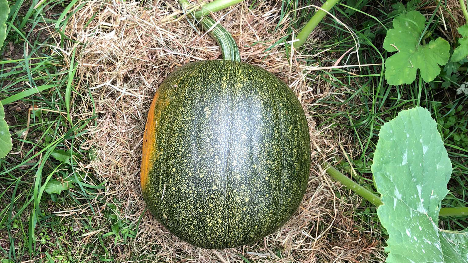 A home-grown pumpkin which has prematurely turned orange and flattened on one side