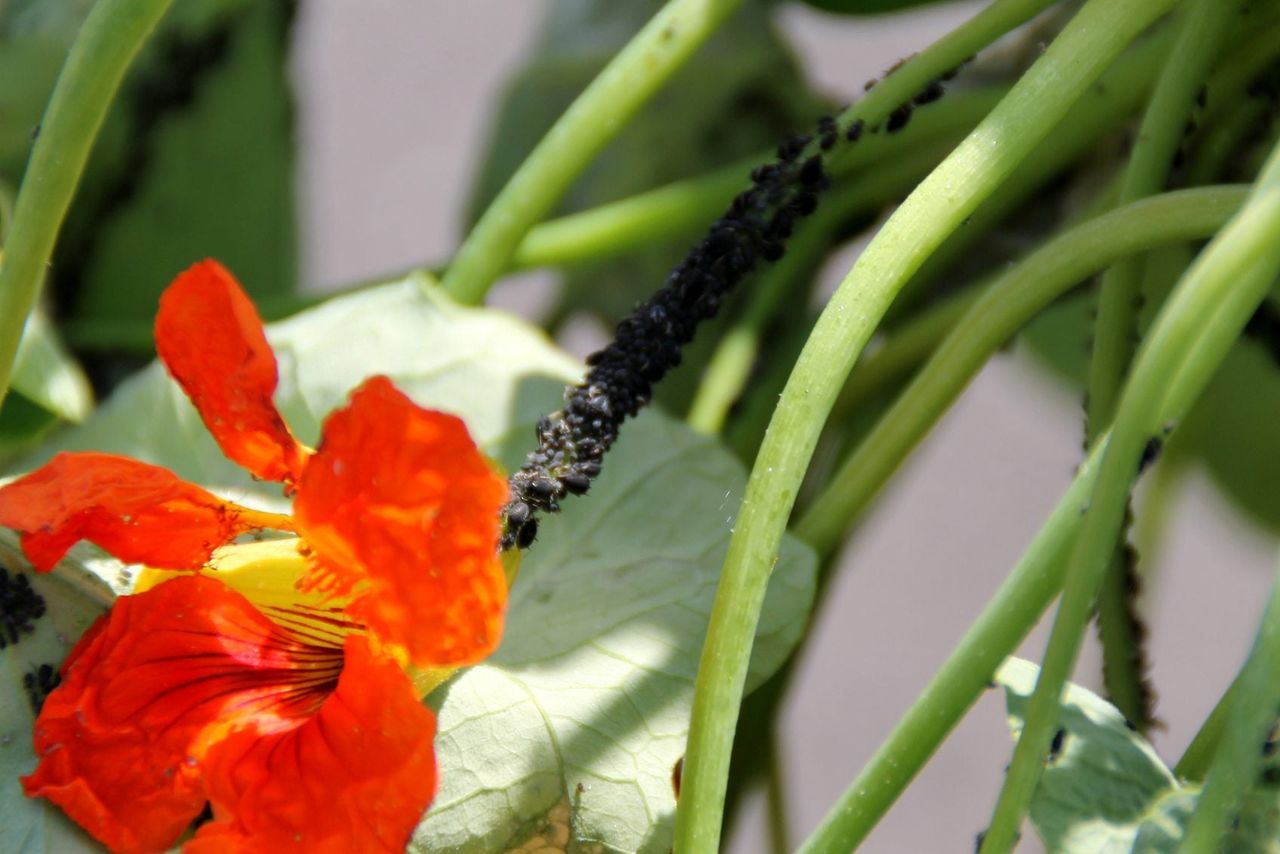 aphid trap plant