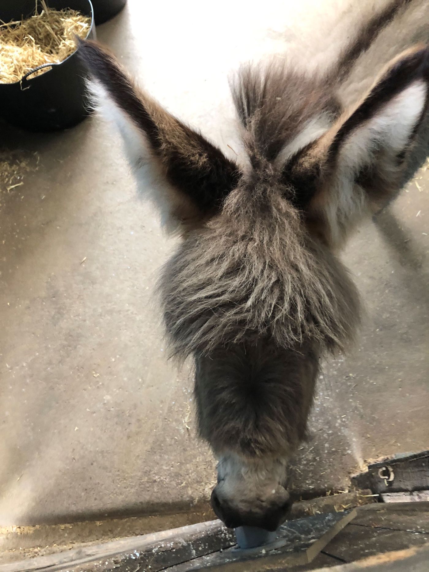 A donkey orphan foal using the adapted feeding system